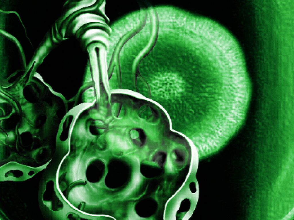 Was Ist Eine Antibiose