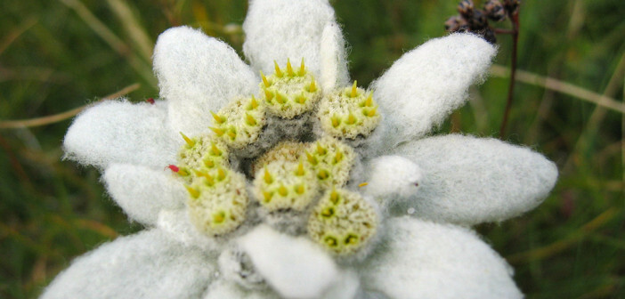Edelweiß und seine heilenden Wirkungen MedMix