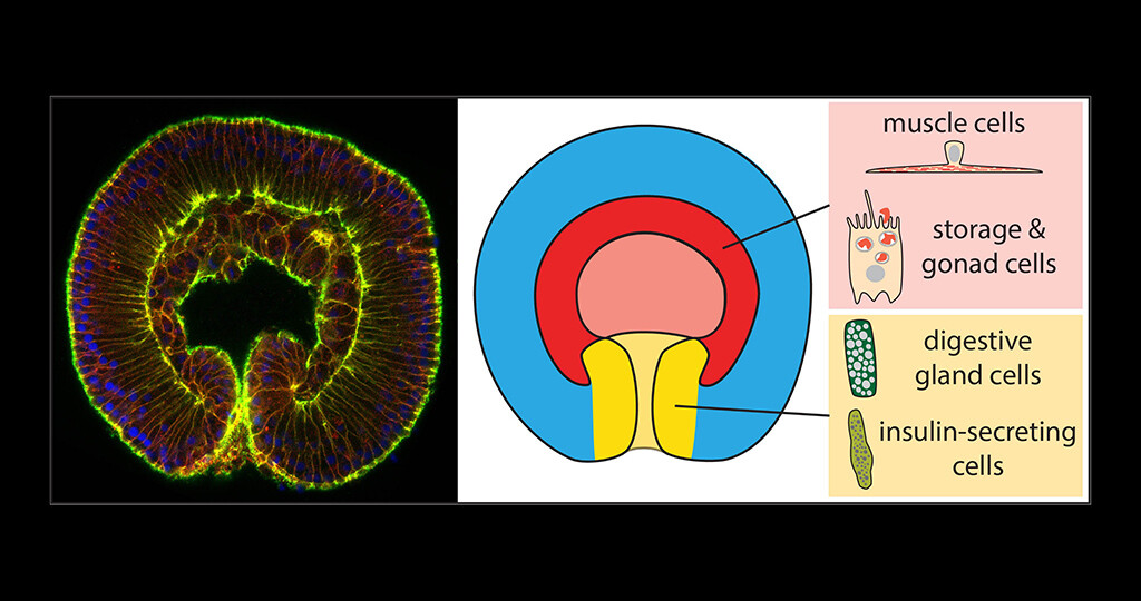 Entoderm, Ektoderm und Mesoderm MedMix