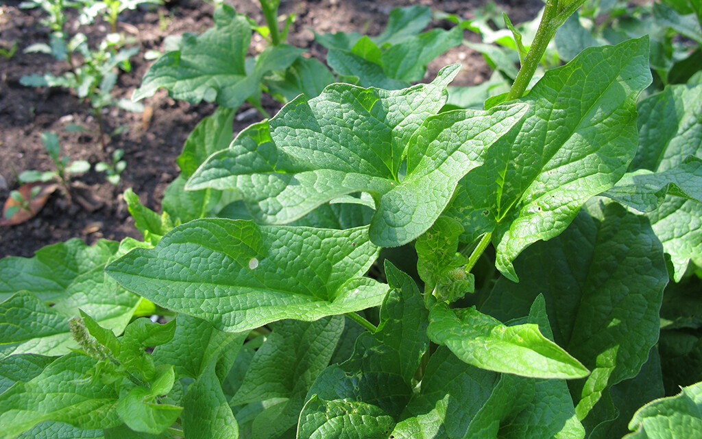 Gute Heinrich Chenopodium bonushenricus L. ein altbekanntes Kraut