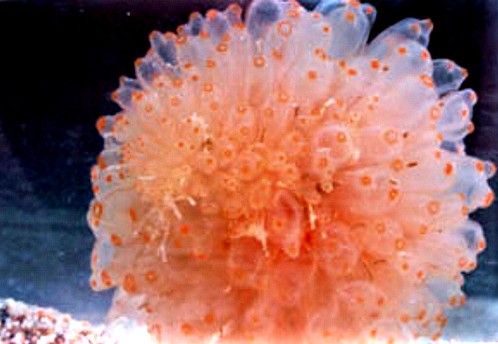 Trabectedin Yondelis OrphanArzneimittel gegen Krebs