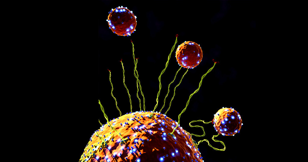 Flexibilität der Vesikel in Zellen MedMix