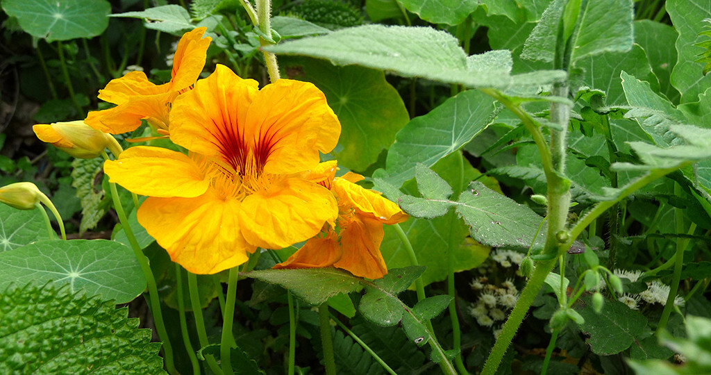 Kapuzinerkresse zeigt als natürliches Antibiotikum Wirkung