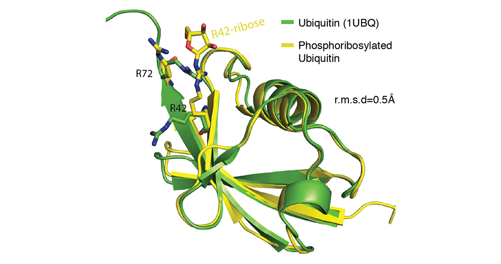 Legionellen Neuartiger Mechanismus zur Ubiquitinierung MedMix