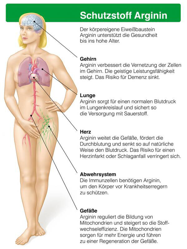 Die Aminosaure Arginin Ist Gut Fur Das Herz Kreislauf System