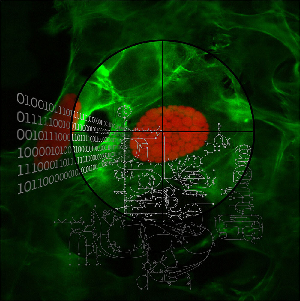 Schwachstellen des MalariaParasiten Plasmodium entdeckt